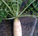 Ｄａｉｋｏｎ